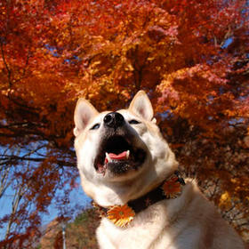 momiji-jili.jpg