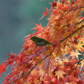 momiji-mejiro.jpg